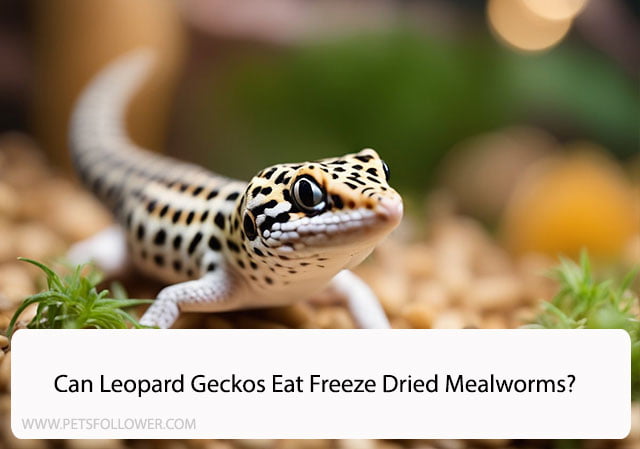 Can Leopard Geckos Eat Freeze Dried Mealworms?