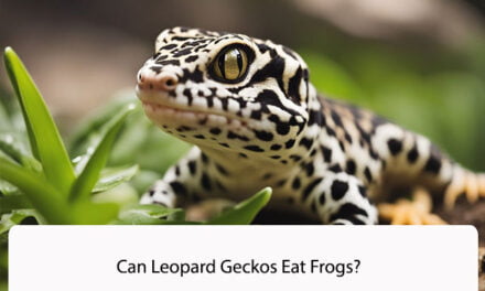 Can Leopard Geckos Eat Frogs?