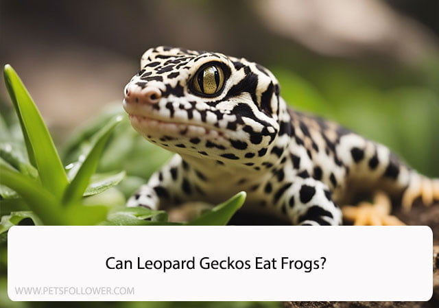 Can Leopard Geckos Eat Frogs?