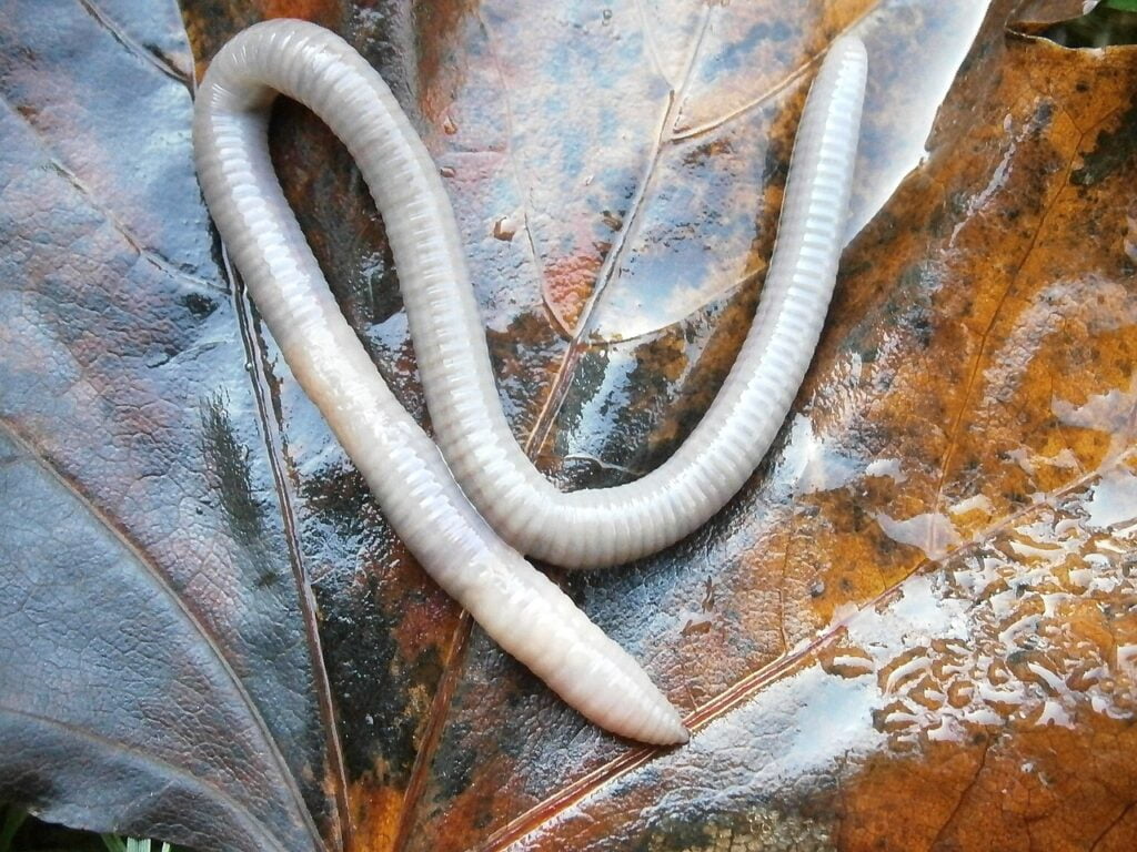 Can Leopard Geckos Eat Fishing Worms