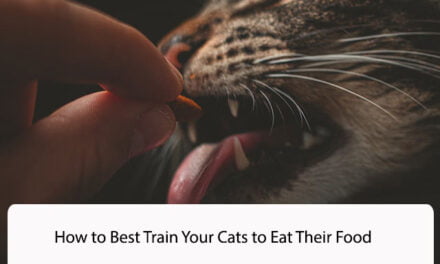 How to Best Train Your Cats to Eat Their Food