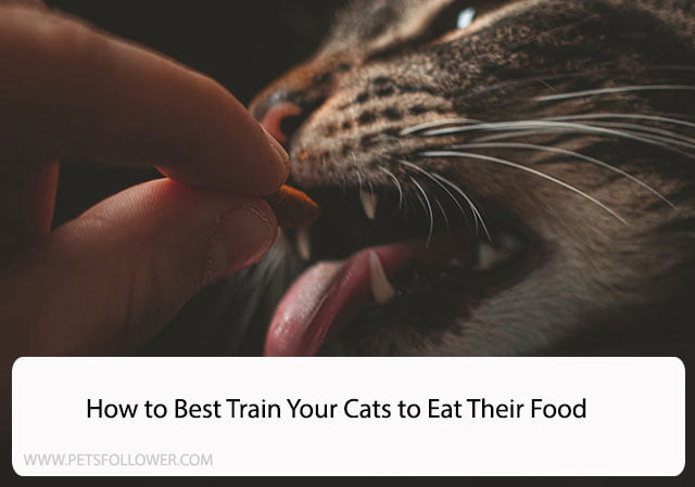 How to Best Train Your Cats to Eat Their Food