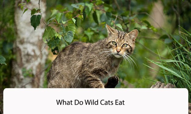 What Do Wild Cats Eat: A Comprehensive Guide to Their Diet