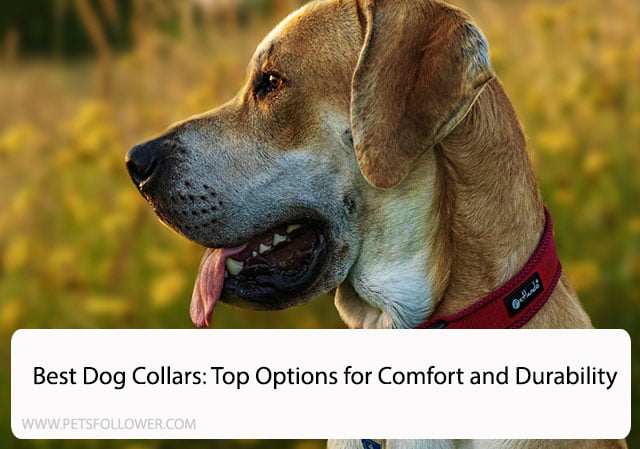 Best Dog Collars: Top Options for Comfort and Durability