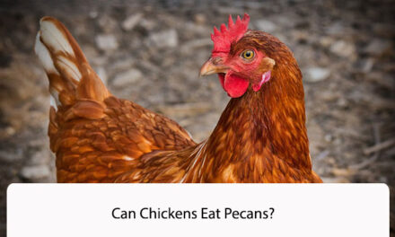 Can Chickens Eat Pecans? Understanding the Safety and Nutritional Value