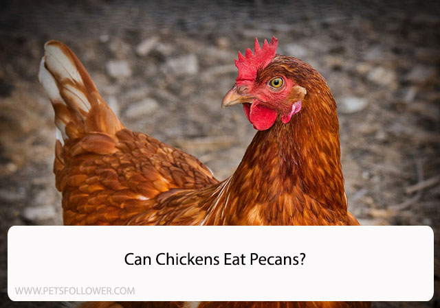 Can Chickens Eat Pecans? Understanding the Safety and Nutritional Value