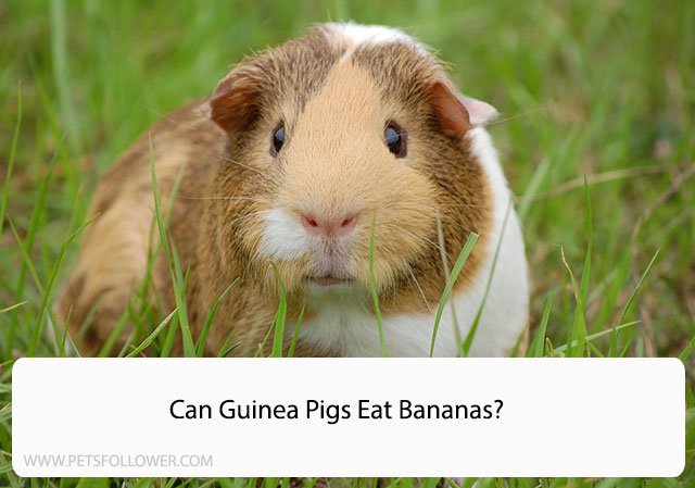 Can Guinea Pigs Eat Bananas? Understanding Their Dietary Needs