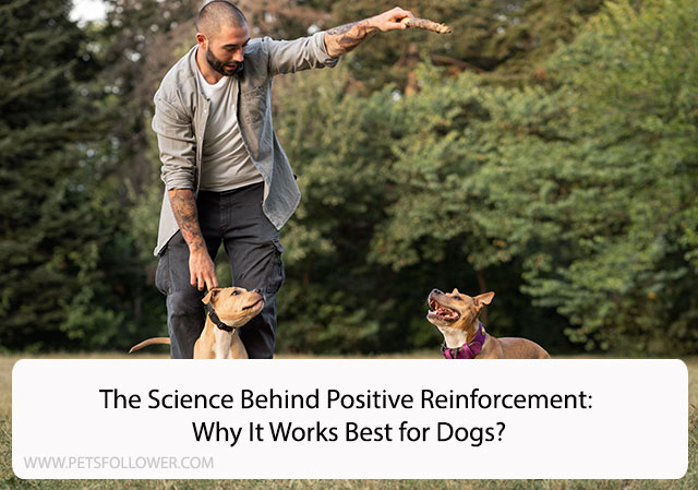 The Science Behind Positive Reinforcement: Why It Works Best for Dogs?