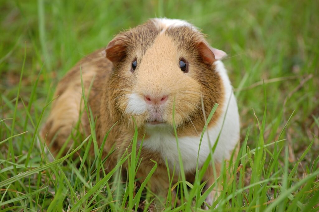 Can Guinea Pigs Eat Bananas