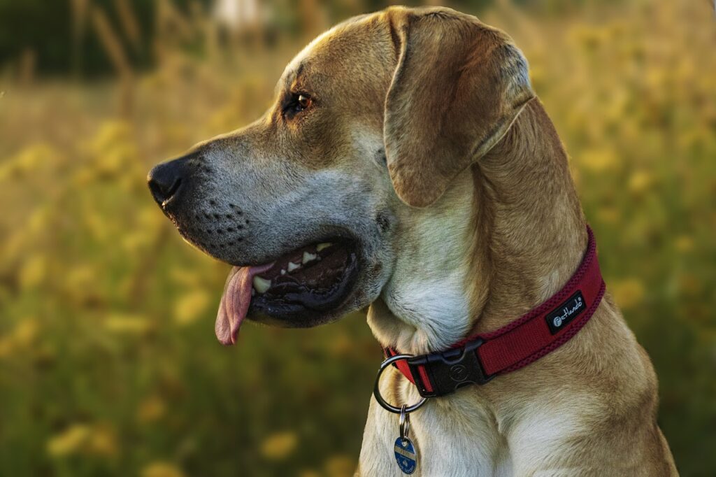 Best Dog Collars