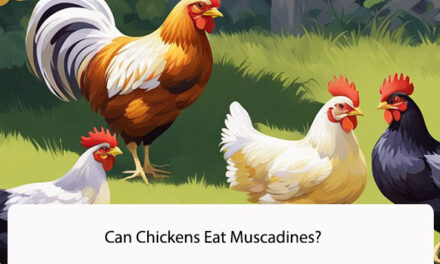 Can Chickens Eat Muscadines? Understanding the Benefits and Risks