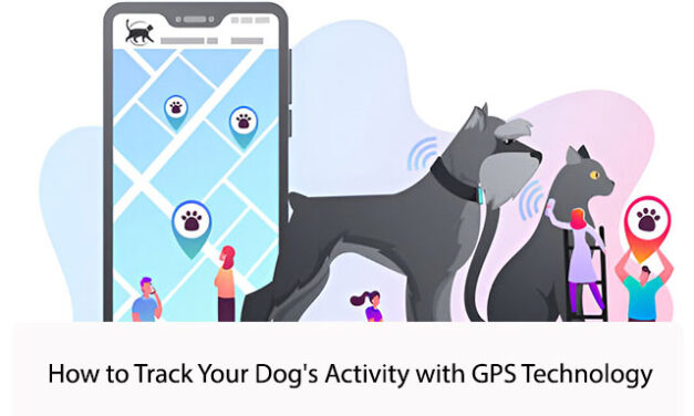 How to Track Your Dog’s Activity with GPS Technology