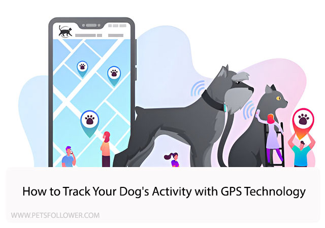 How to Track Your Dog’s Activity with GPS Technology