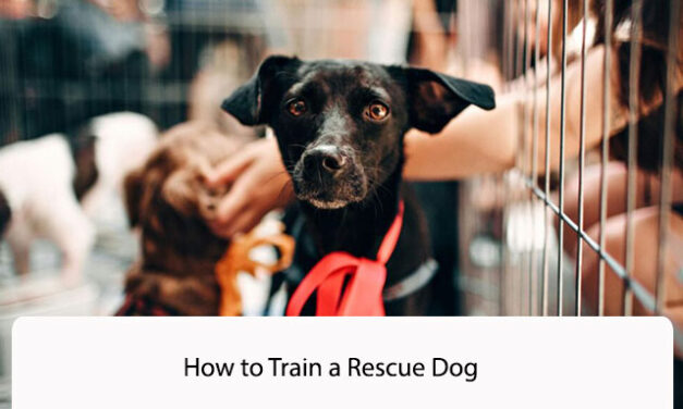 How to Train a Rescue Dog