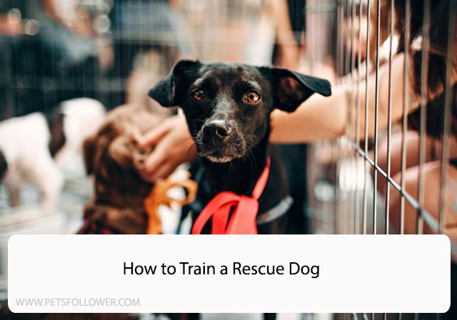 How to Train a Rescue Dog