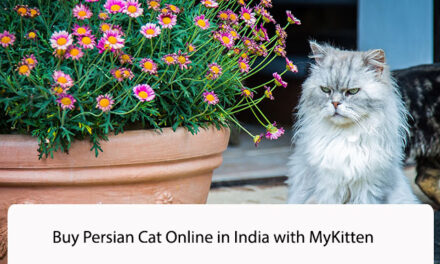 Buy Persian Cat Online in India with MyKitten