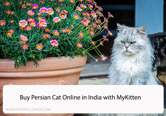 Buy Persian Cat Online in India with MyKitten