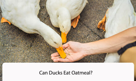 Can Ducks Eat Oatmeal? Surprising Facts About Duck Diets