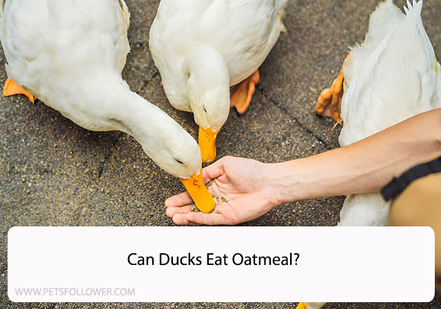 Can Ducks Eat Oatmeal? Surprising Facts About Duck Diets