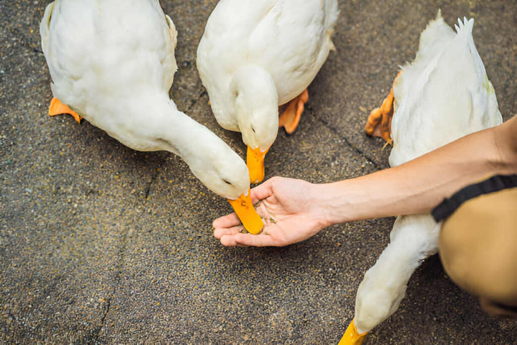 Can Ducks Eat Oatmeal