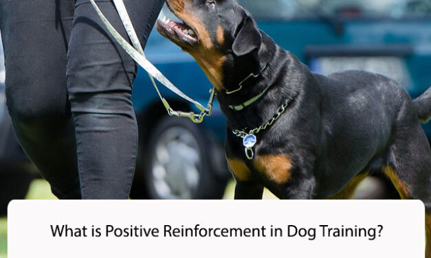 What is Positive Reinforcement in Dog Training? An In-Depth Guide for Beginners