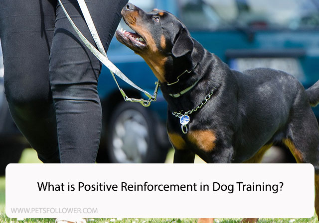 What is Positive Reinforcement in Dog Training? An In-Depth Guide for Beginners